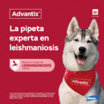 Pipetas Antiparasitarias Advantix Perros  Pack 4 Unidades – Protección Completa - Imagen 2